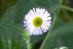 PICTURES/Wildflowers - Desert in Bloom/t_Purple Tipped3.JPG